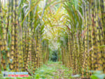 Kỹ thuật trồng mía ép nước