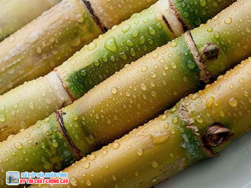 Cách chọn mía ngon