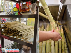 Mía cây để được mấy ngày?