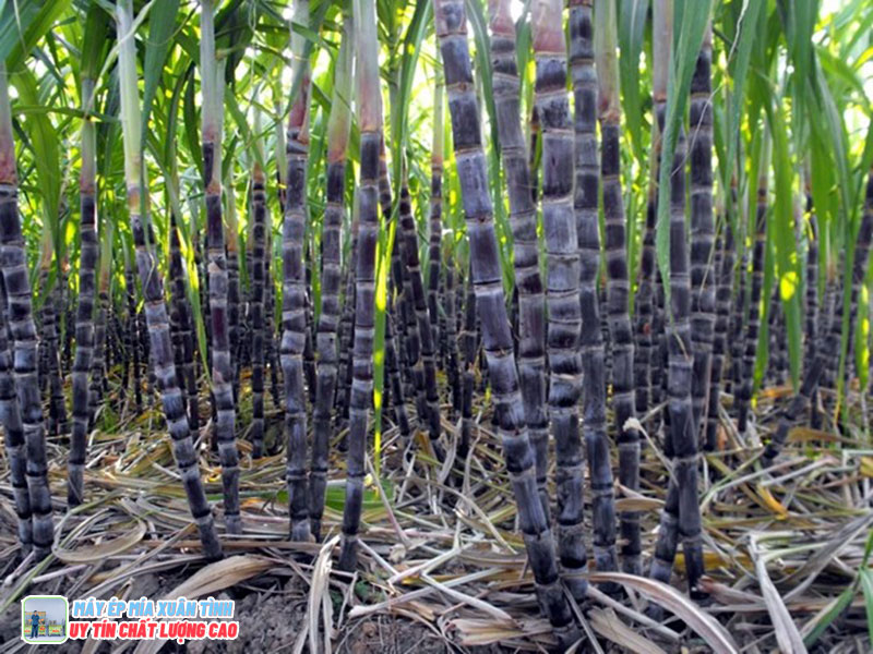 11 Tác Dụng Của Cây Mía Đối Với Sức Khỏe